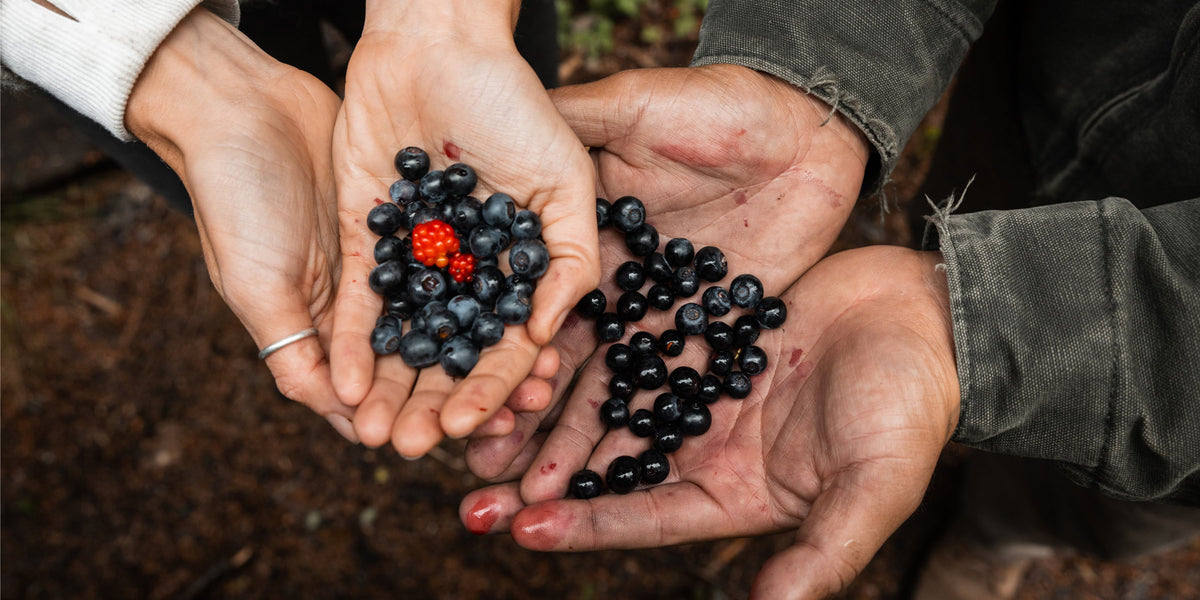 Alaska Wild Blueberries